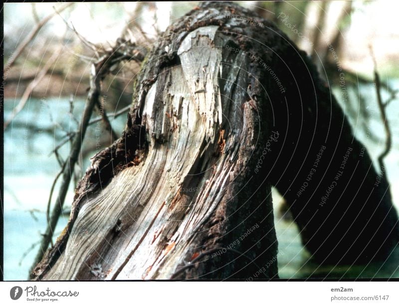 cape Tree Lake Broken Tree bark Nature