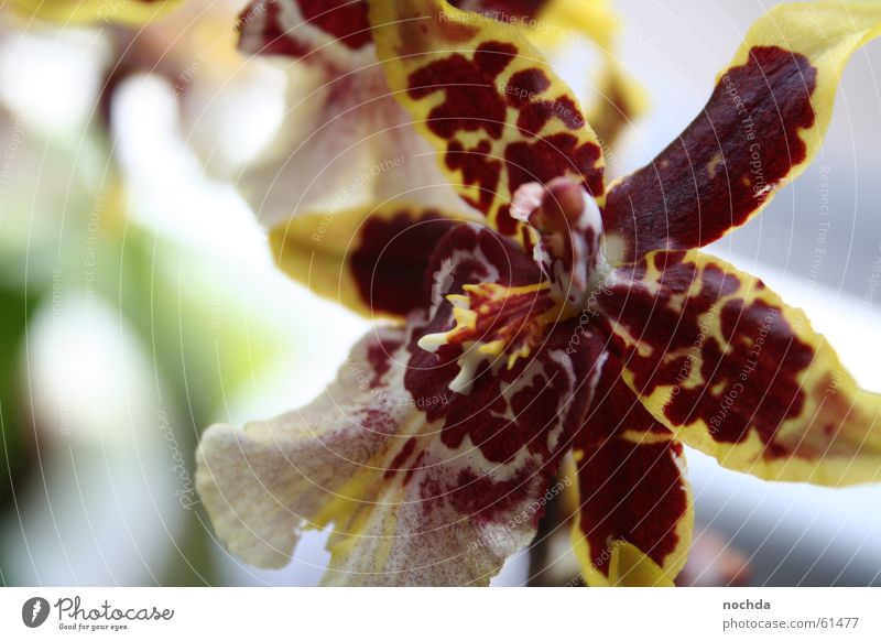 Dangerous flower Flower Plant Red Blur Orchid Spring Summer Gardener Happiness happy