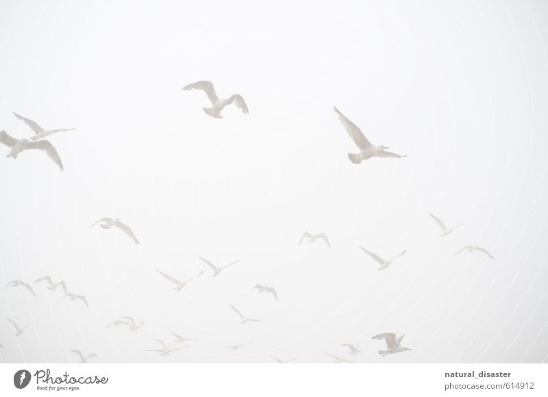 white in white - seagulls in the sky Joy Harmonious Well-being Contentment Relaxation Calm Vacation & Travel Trip Far-off places Freedom Summer Ocean Retirement