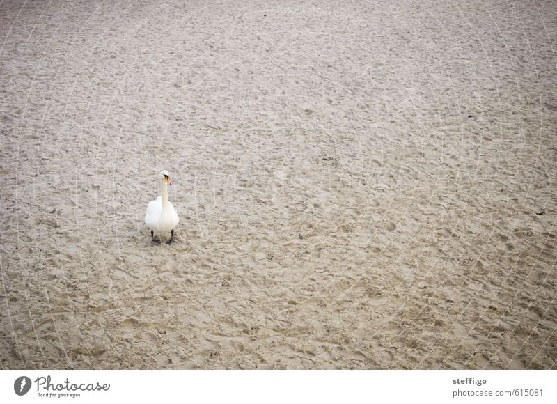 beach supervision Sand Coast Beach Bay Fjord North Sea Baltic Sea Wild animal Bird Swan 1 Animal Observe Aggression Threat Rebellious Beautiful Watchfulness