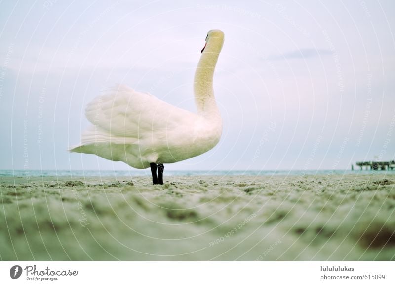 That's a swan. Beach Ocean Environment Nature Animal Wild animal Swan 1 Observe Looking Stand Esthetic Curiosity Blue White Walk on the beach Far-off places