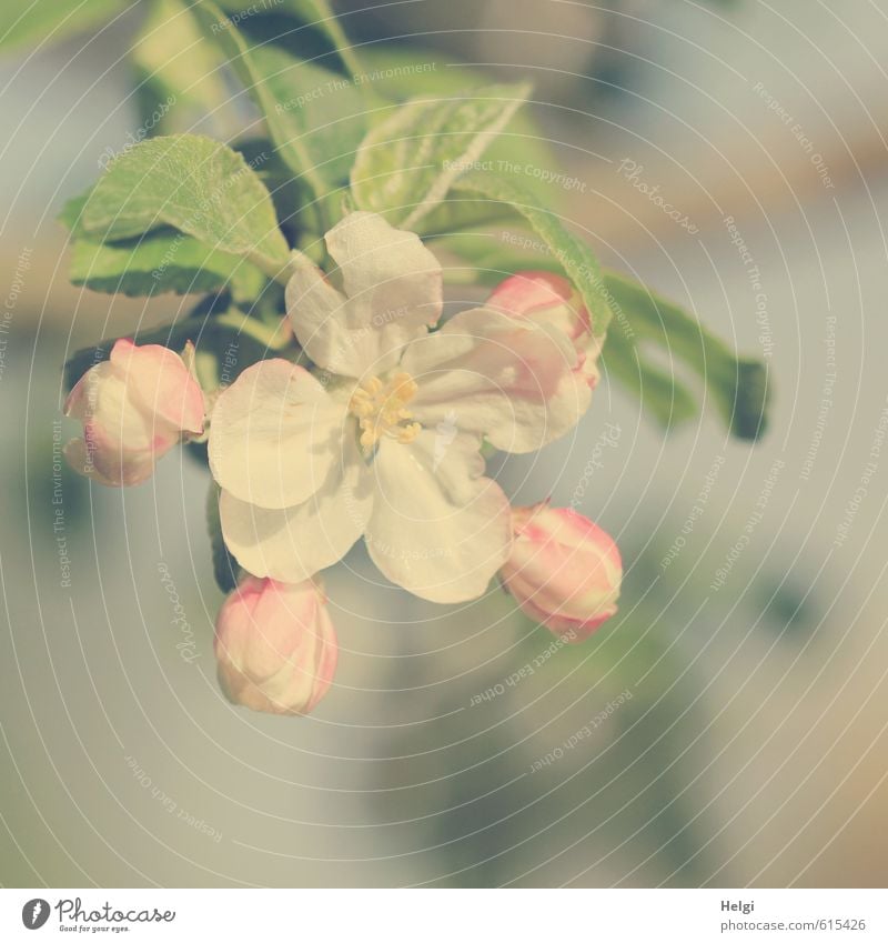 Trash! | Filter experiment... Environment Nature Plant Spring Beautiful weather Tree Leaf Blossom Agricultural crop Apple blossom Bud Garden Blossoming Growth