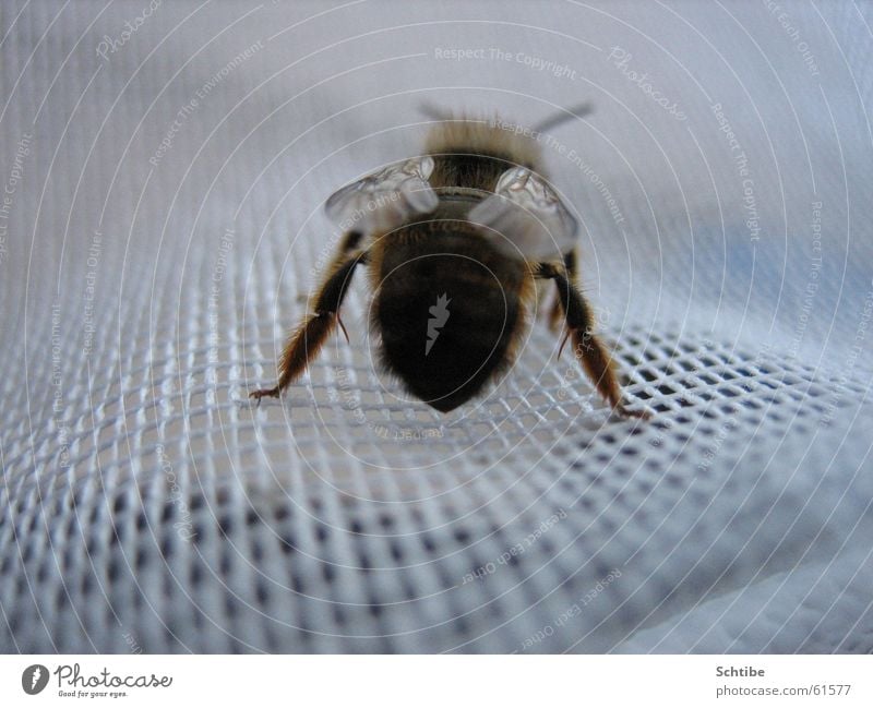 I don't like you... Bee Insect Animal Hind quarters Macro (Extreme close-up)