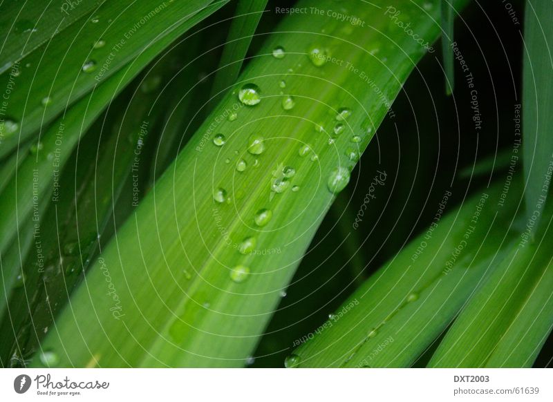 May rain on blade of grass 2 Drops of water Blade of grass Green Meadow Grass Beautiful Rainwater Exterior shot Water Landscape Nature Rope Detail