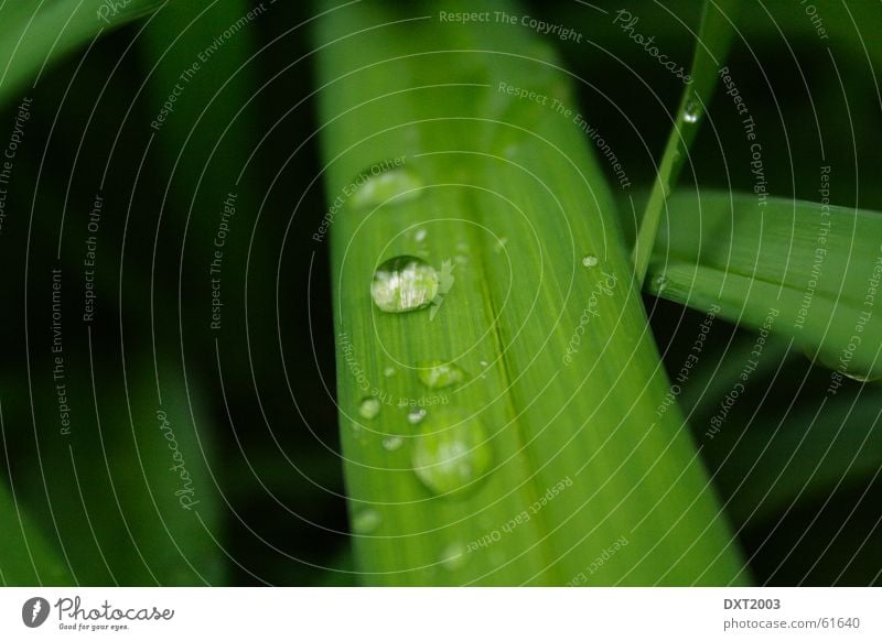 May rain on blade of grass 3 Drops of water Blade of grass Green Meadow Grass Beautiful Rainwater Exterior shot Water Landscape Nature Rope Detail