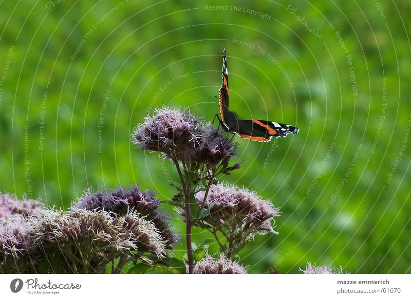 A kiss from a thistle Butterfly Flower Thistle Violet Green pollination