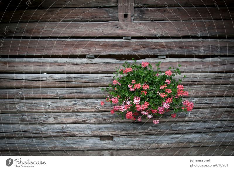 flower decoration Decoration Plant Flower Pot plant Hut Wooden house Bouquet Relaxation To enjoy Old Beautiful Brown Contentment Joie de vivre (Vitality)