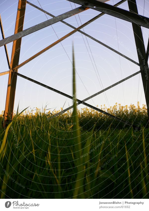 power pole Electricity pylon Grass Canola Sun Sky Blue Blue sky