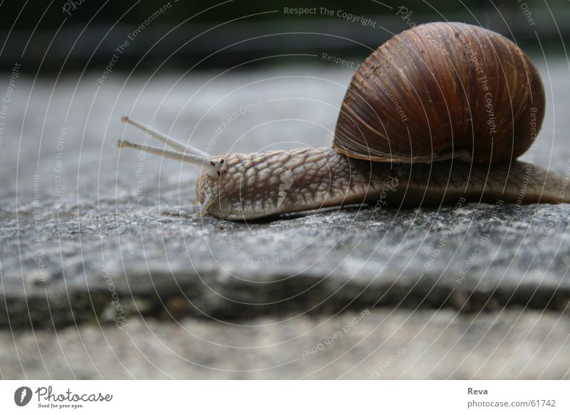 Slowly through life... Animal Vineyard Brown Gray House (Residential Structure) Small Round Snail Floor covering