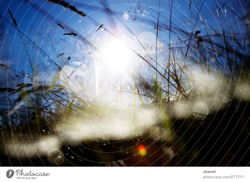 worm's-eye view Environment Nature Landscape Plant Earth Air Water Drops of water Sky Cloudless sky Sun Sunlight Autumn Climate Weather Beautiful weather Grass