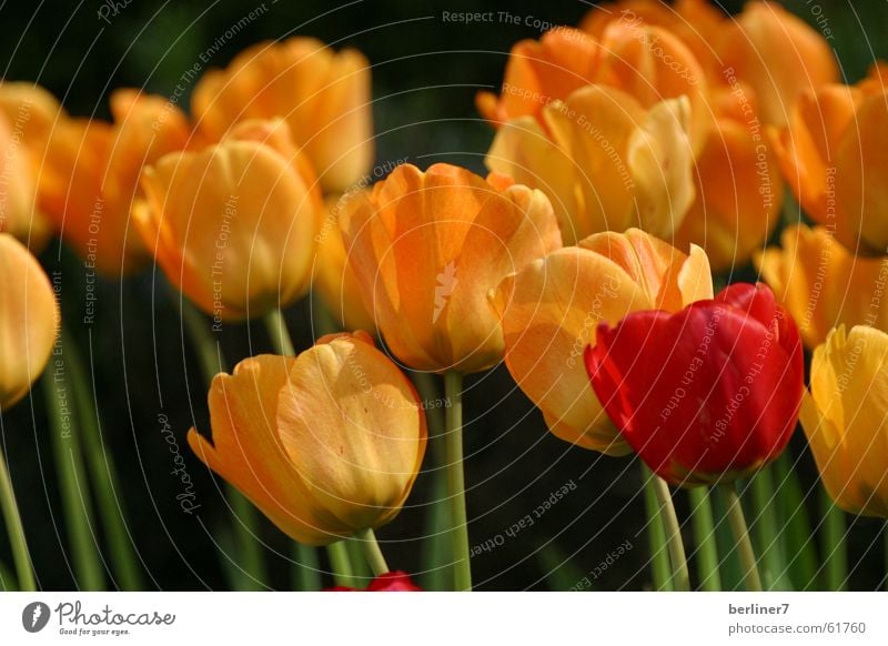 Outsider - Frontrunner Spring Flower Spring flowering plant Tulip Garden Bed (Horticulture) Red Yellow Stalk