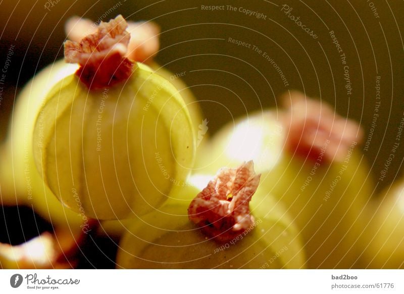 gooseberry Gooseberry Plant Nutrition Food Green Near Macro (Extreme close-up) Berries Fruit Nature