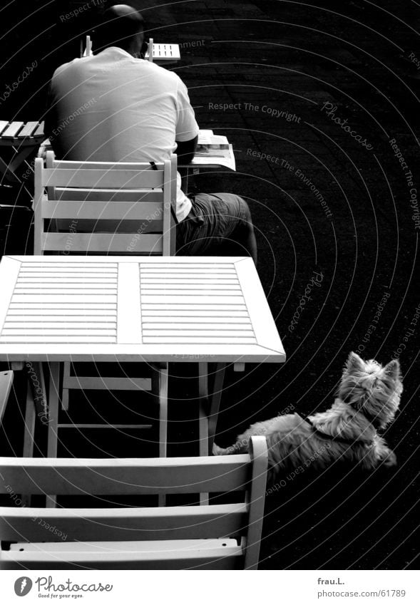 street cafe Man Reading Newspaper Dog Café Hard Table Sidewalk café Morning Gastronomy Mammal Chair Back Street Contrast