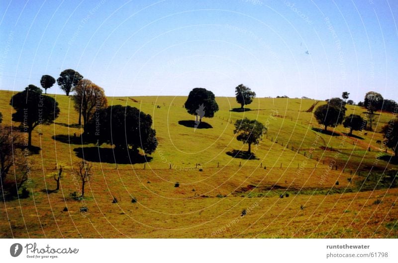 on the way Tree Field Australia Meadow Longing Vantage point Stop Sky Freedom Nature Landscape Uniqueness Snapshot