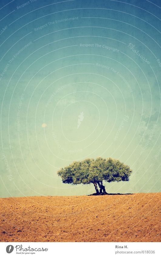 Silent moon Environment Nature Landscape Horizon Moon Tree Olive tree Field Dry Warmth Yellow Turquoise Calm Art Colour photo Exterior shot Deserted