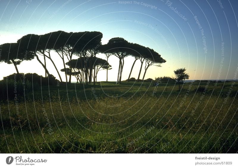 Pines in Tuscany Stone pine Italy Maremma Dusk Tree Landscape