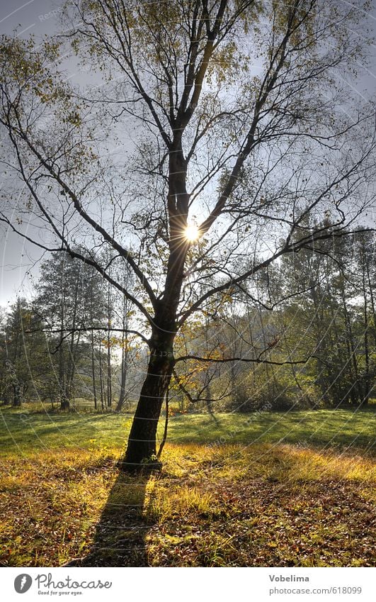 Tree in backlight Nature Landscape Sun Sunlight Autumn Forest Colour photo Exterior shot Copy Space bottom Day Light Contrast Silhouette