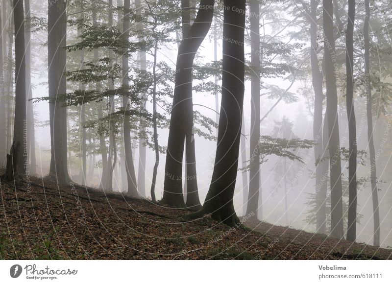 Fog in the forest Nature Landscape Air Autumn Weather Tree Forest Sadness Brown Black White Grief Eerie Mystic Tree trunk Colour photo Exterior shot Deserted