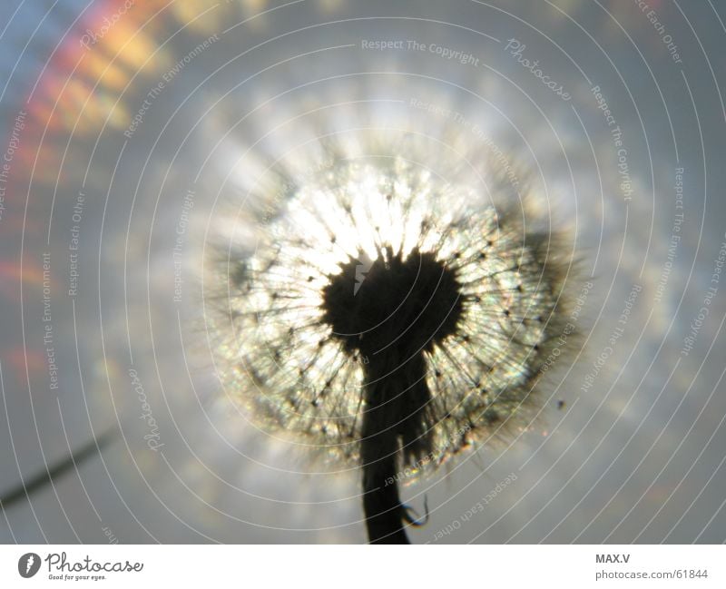 dandelion Dandelion Plant Light Euphorbiaceae Blossom Flower Seed Lighting Sky reflection Near