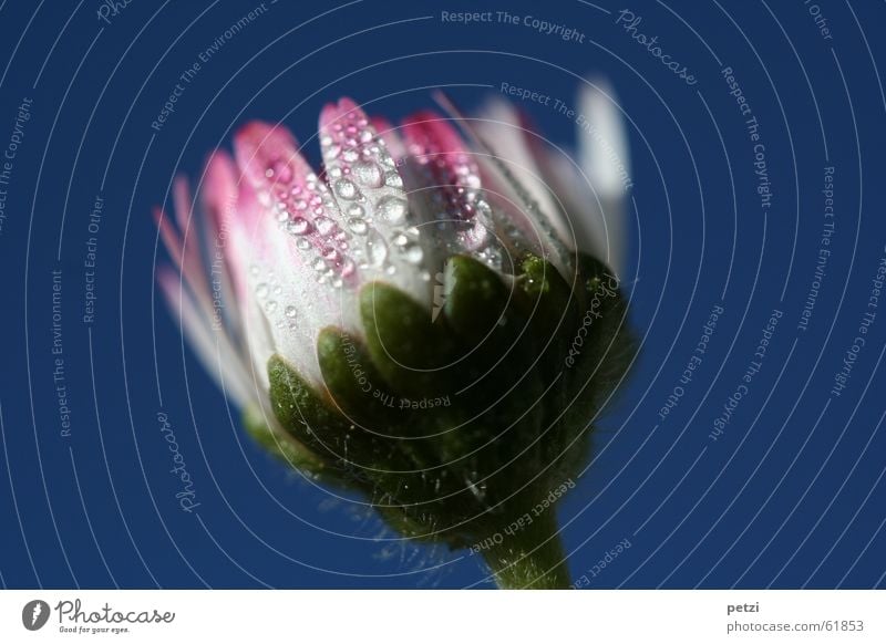 Sweet Daisy Nature Drops of water Sky Flower Blue Green Pink White Stalk Tiny hair buzz Leaves. petals Dew Colour photo Exterior shot Macro (Extreme close-up)