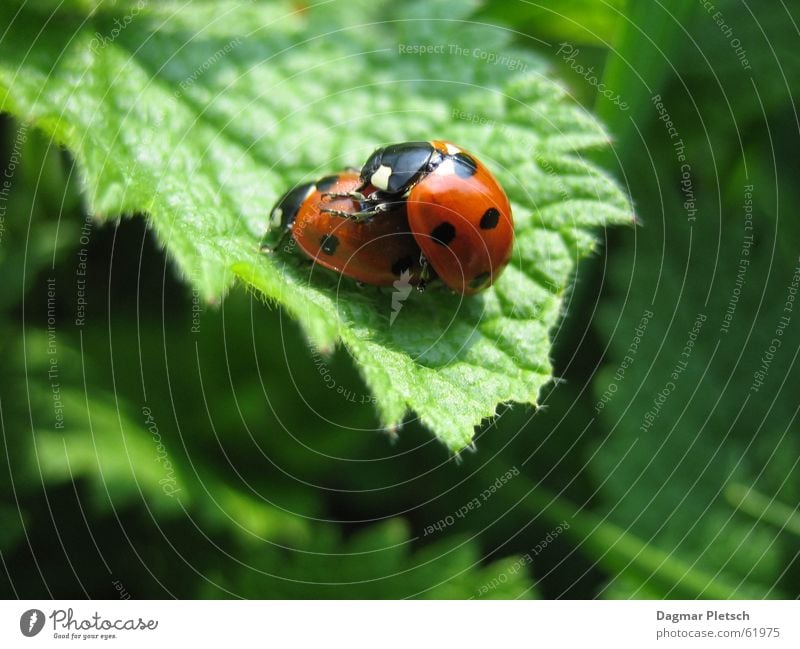 ladybugs Spring Ladybird Summer Beetle Happy