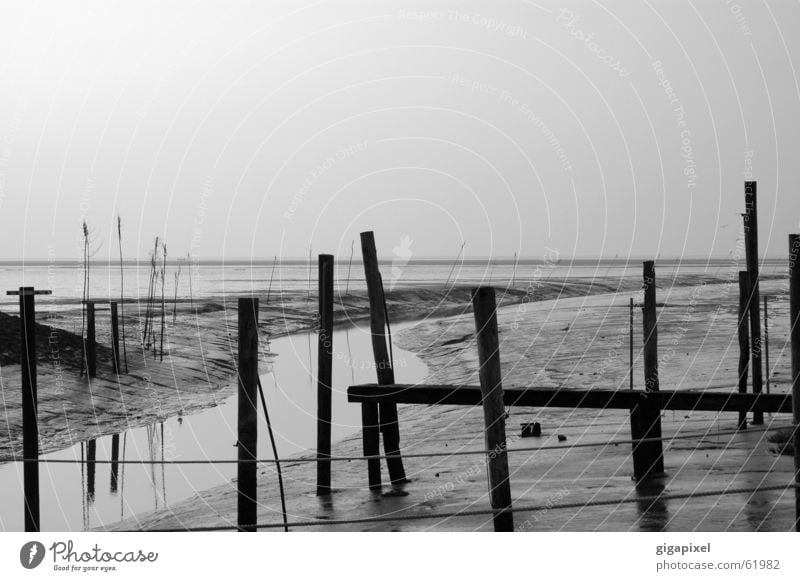 At the grey beach, at the grey sea ... Low tide Gray Horizon Mud flats Water Far-off places