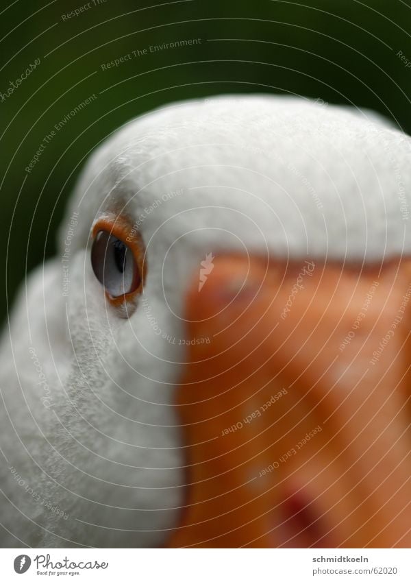 goose eye Goose Beak Feather Eyes Looking