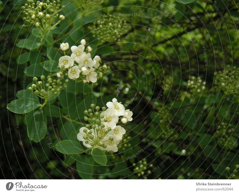 Bush with white flowers in spring Colour photo Exterior shot Detail Deserted Copy Space right Shadow Shallow depth of field Plant Spring Bushes Blossom Garden