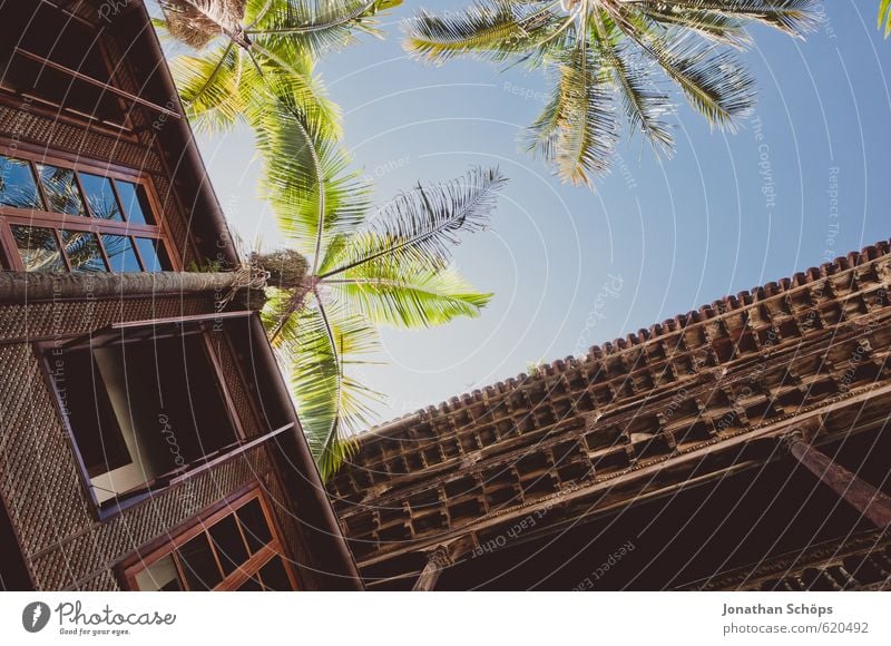 La Orotava / Tenerife II Nature Plant Canaries Spain Facade Balcony Terrace Roof Esthetic Palm tree South Blue sky Summer vacation Vacation & Travel