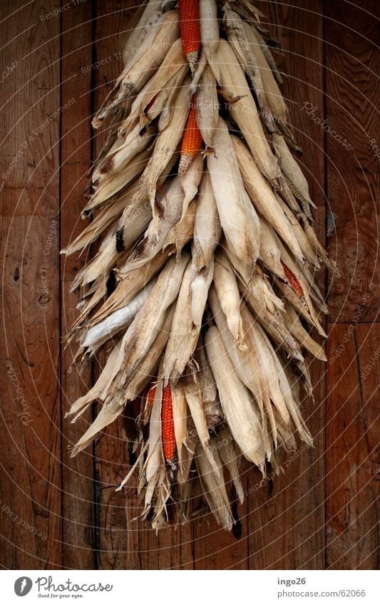 corn bundle Wall (building) Wood Dry Italy Polenta Maize Bundle Nature Vegetable