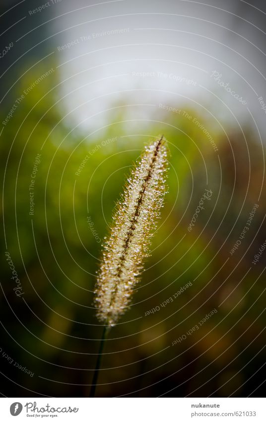 water drops Calm Nature Plant Drops of water Sunrise Sunset Spring Summer Beautiful weather Grass Wild plant Meadow foxtail Field Glittering Wet Natural Brown