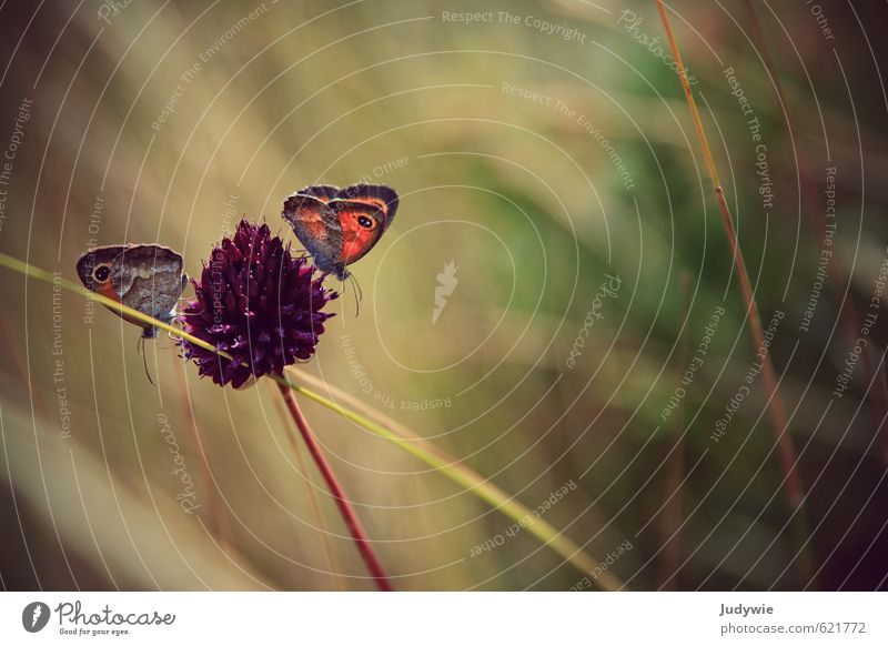 partner work Adventure Summer Summer vacation Sun Environment Nature Spring Beautiful weather Warmth Plant Flower Grass Bushes Blossom Chives Animal Butterfly