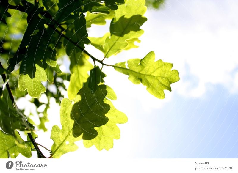 Sun Above Summer Clouds Green Leaf Light Air Goof off Blue Nature Branch Freedom