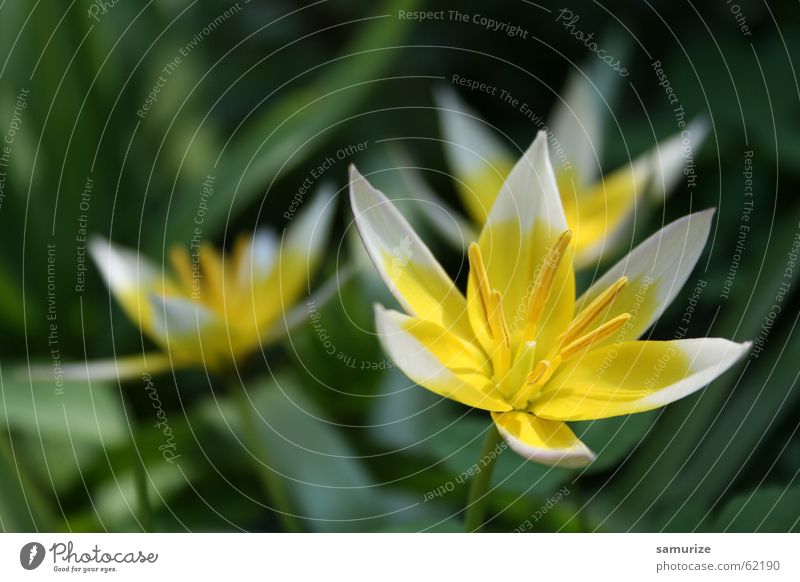 Beautiful Nature Flower Plant Green Spring Blossom Exterior shot Macro (Extreme close-up) Garden Joy