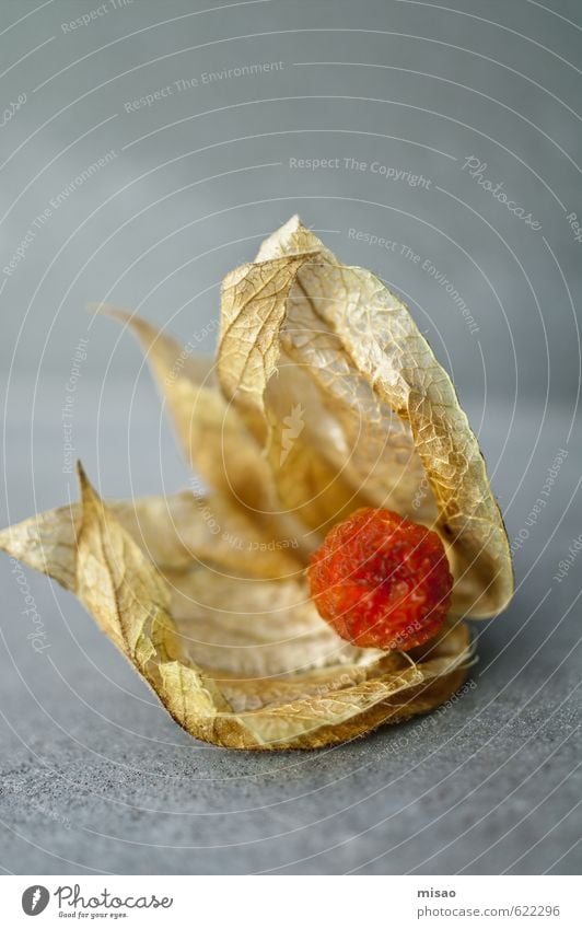 orange pearl Food Fruit Eating Buffet Brunch Finger food Longdrink Cocktail Exotic Colour Physalis Solanaceae Tropical fruits Vegetarian diet Healthy Eating