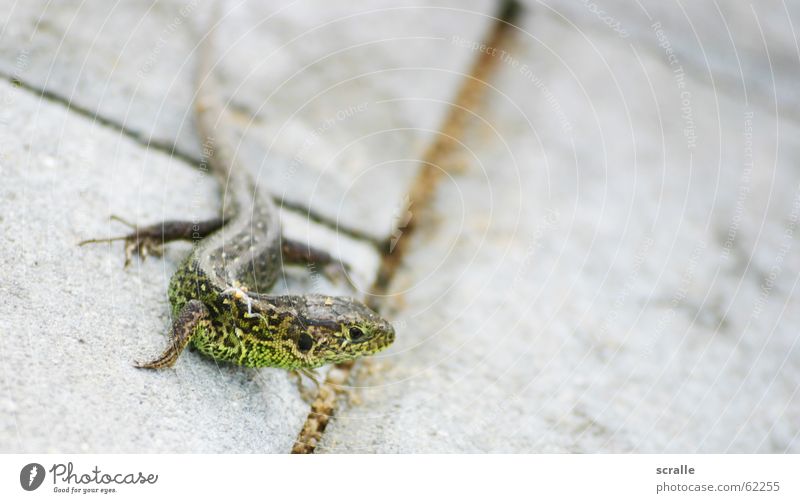 What are you looking at? Saurians Lizards Feed Green Dappled Tails Animal Animalistic Looking small animal Elegant