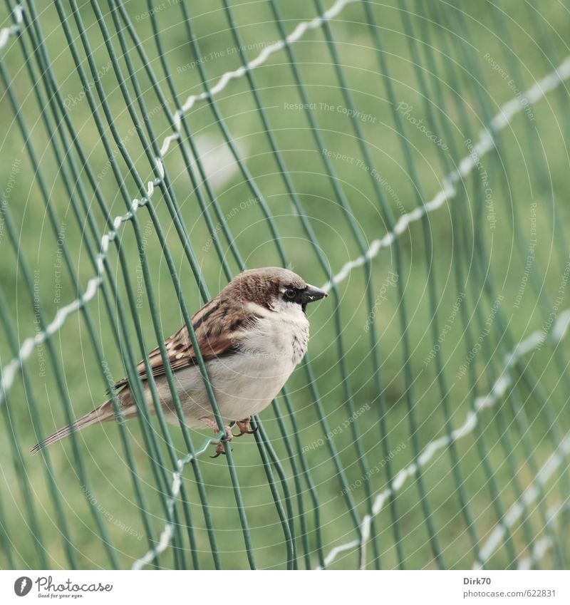 In the net, but free Grass Garden Park Meadow Paris France Fence Wire fence Animal Wild animal Bird Sparrow 1 Metal Line Net Network Crouch Brash Free Cold