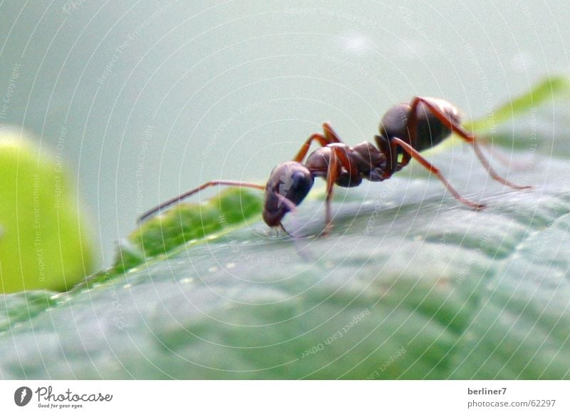 Ants Macro Experiment Insect Leaf Green Nature Macro (Extreme close-up)