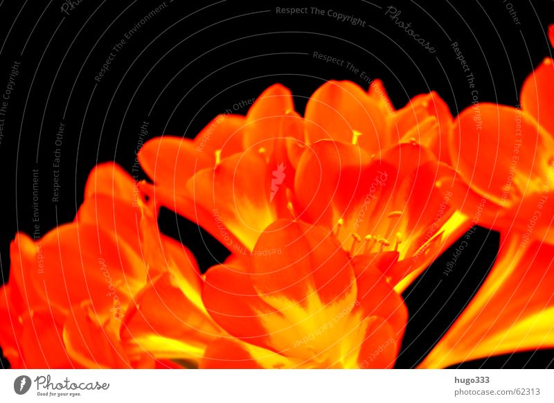 Clivia 3 Flower Blossom Red Yellow Black Dark Progress Sky Delicate Bush lily Pure bloom bright Smooth Orange exotic Virgin forest Signal beautiful Colour