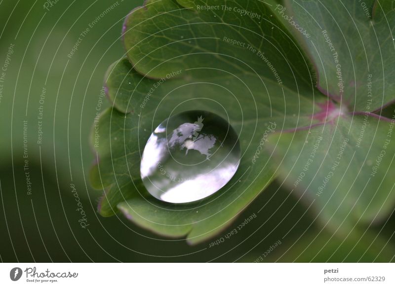 Pearl of rope Rope Plant Water Drops of water Sky Leaf Glittering Round Green Transparent Glimmer diversified Colour photo Exterior shot Deserted Copy Space top