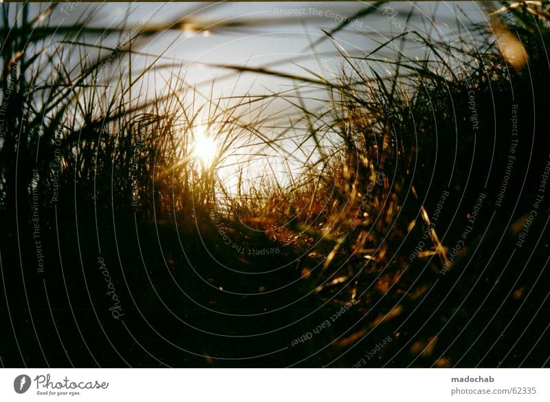 GRAS | sunset kitsch romance nature nature beautiful Grass Light Deities Awareness Longing Hope Relaxation Romance Physics Meadow Nature Trust