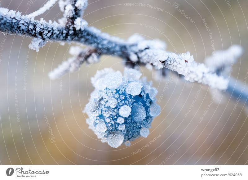 Blue ice ball Plant Winter Ice Frost Bushes Agricultural crop Blackthorn Sloe Large Cold Near White Fruit Berries Hoar frost Macro (Extreme close-up) Close-up