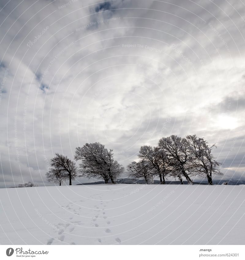 latecomers Trip Adventure Nature Landscape Climate Cold Beautiful Moody Tree Beech tree Far-off places Freedom Sky Clouds Frost Emotions Schauinsland