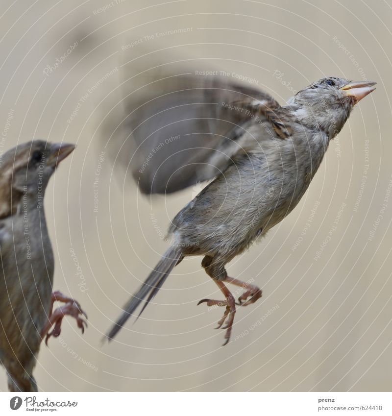 fluttering imprisonment Environment Nature Animal Summer Wild animal Bird 1 Brown Gray Sparrow Floating Flying Judder Colour photo Exterior shot Deserted