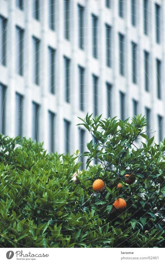 contrast Facade California Tree Orange USA sycramento