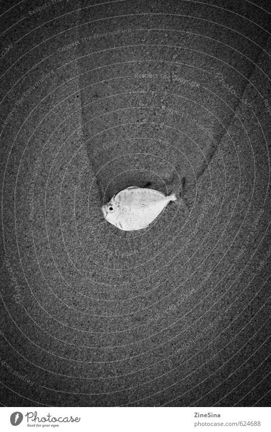 sea-01 Fish Seafood Nutrition Healthy Illness Fishing (Angle) Tourism Eating Sand Ocean Animal Lie Black & white photo Exterior shot Bird's-eye view