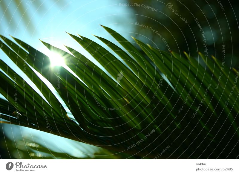 palm palm palm... Palm tree Bushes Plant funny plant Sun reflection