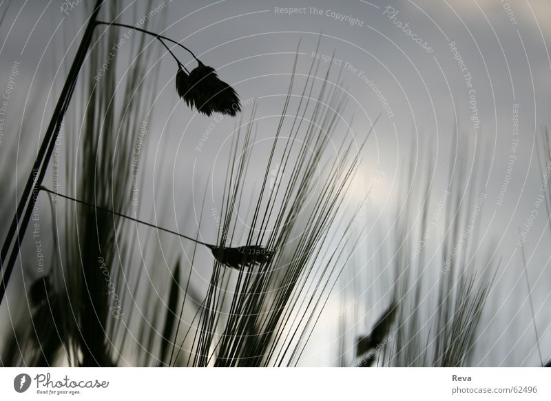 out of place... Clouds Field Meadow Grass Gray Dark Broken Grief Sky Grain