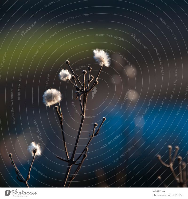 Expiration date exceeded, but still fluffy. Plant Flower Bushes Blossom Blue White Soft Part of the plant Winter Point Exterior shot Close-up Deserted