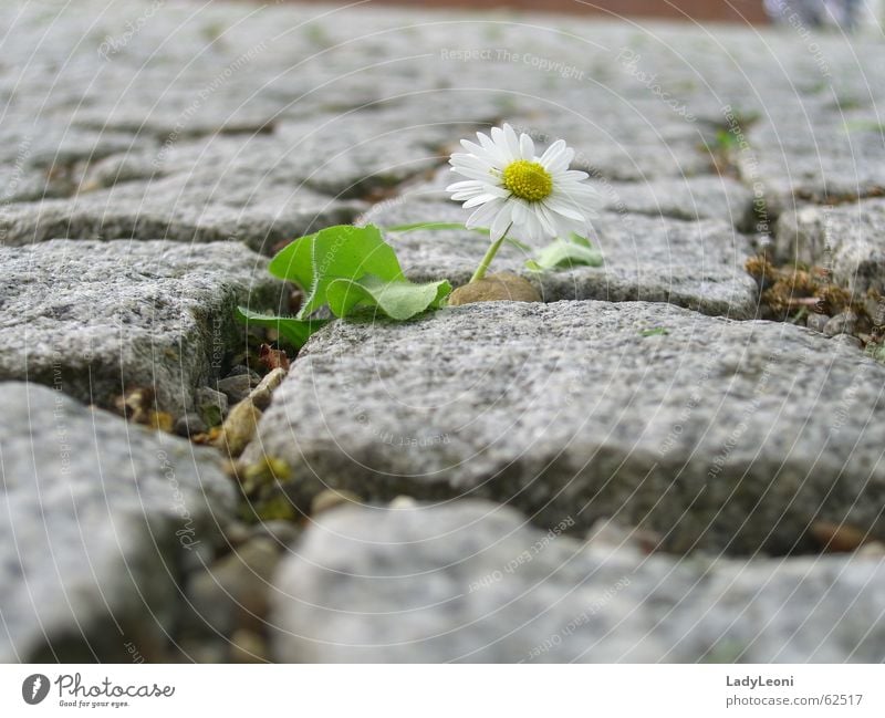 solitary flower Cobblestones Flower Stone Nature